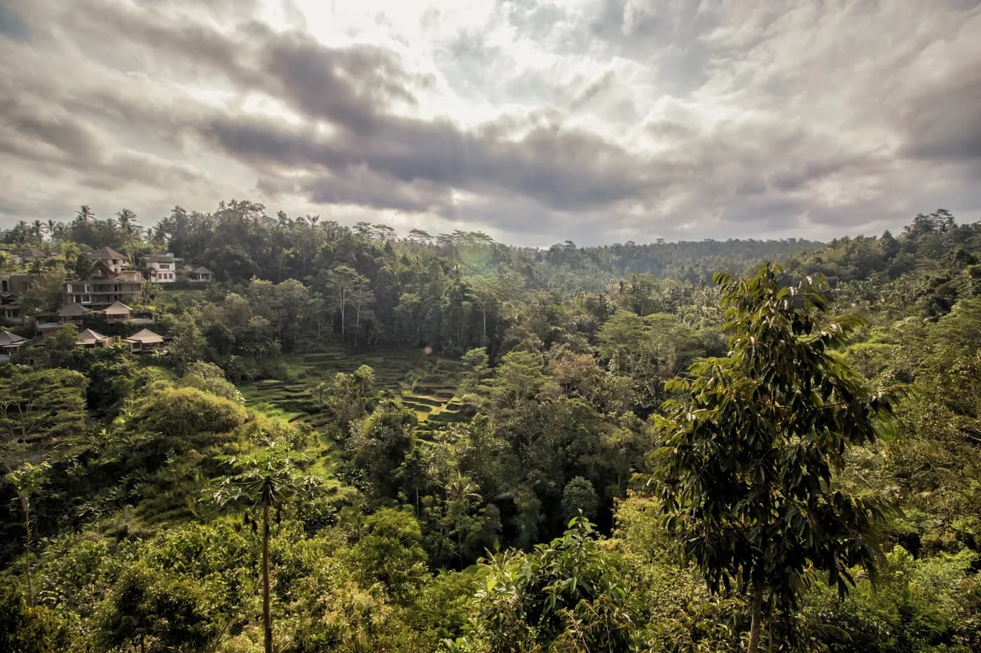 Green hills and tropical vegetation around Ubud in Bali